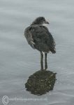 Juvenile moorhen