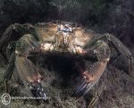 Velvet swimming crab