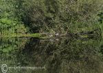 Green reflections