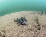 Perch