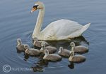 Mute Swan & Cygnets