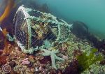 spiny starfish & lobster pot