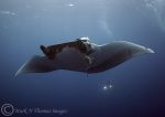 Giant Manta