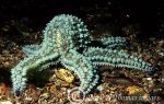 spiny starfish