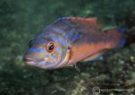 Cuckoo wrasse - male