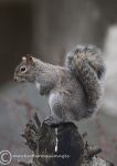 Grey squirrel