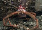 Long-clawed squat lobster