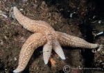 Common starfish