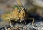 Common Green Grasshopper