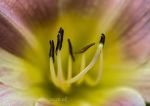 Green - lily stamens