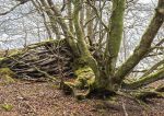 Tangled roots - Tralee 3