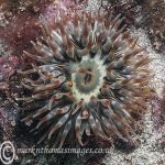 Dahlia anemone