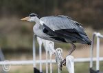 Grey Heron 