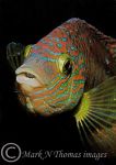 corkwing wrasse