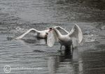 Swans on the Weaver