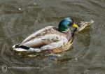 Mallard menage a trois