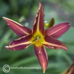 Hoverfly on lily