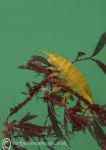 Amphipod on seaweed 1