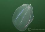 Comb jelly