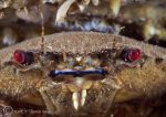 velvet swimming crab