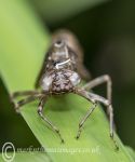 Dragonfly exuviae/exoskeleton