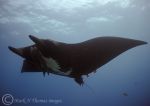 Giant Manta