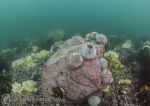 Farnes reef - urchins