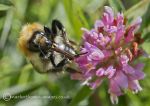 Common carder bee