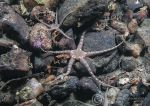 Sand brittle stars