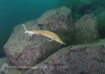 Juvenile sturgeon - yellow