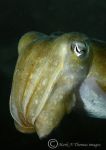 cuttlefish portrait