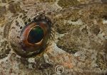 scorpionfish eye