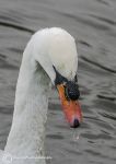 Mute swan