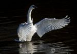 Mute swan