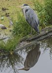 Grey Heron