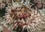 Dahlia anemone & spider crab