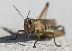 Common Green Grasshopper