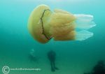 Barrel jellyfish