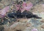 Black goby