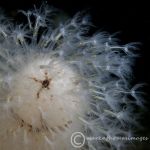 Brittlestar on dead man's finger