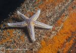 Common Starfish