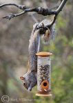 Grey Squirrel