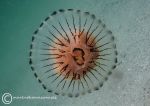 Compass jellyfish