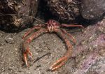 Long-clawed spider crab