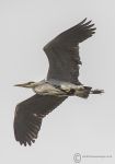 Heron in Flight