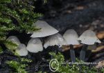 Mycena/Bonnet Mushrooms