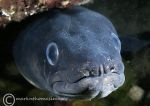 Conger eel