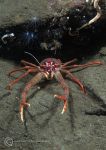 Long-clawed squat lobster