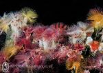 Organ pipe fanworms 2