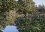 Flooded field - November 2019